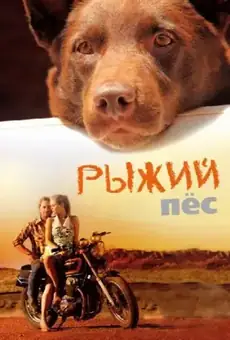 Рыжий пёс