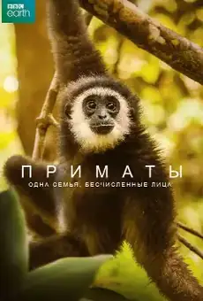Приматы