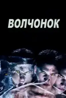 Волчонок
