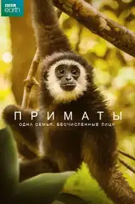 Приматы